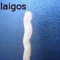 ignislaigos